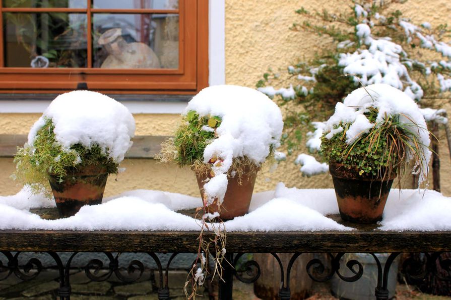 winterharte kuebelpflanzen